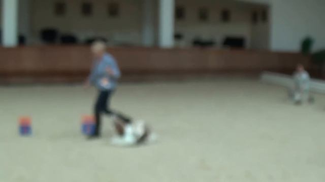 00021 16.01.2016 Национальная выставка ши-тцу. смотреть онлайн