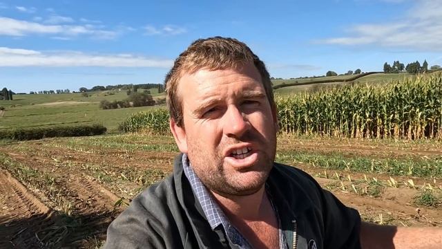 Maize Harvest 2022 Is All Go!!!