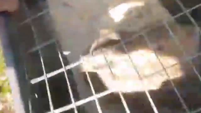 Выпускаем зайцев в угодья ! Цвана В.М. смотреть онлайн