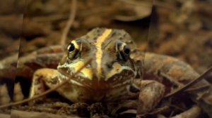 Вы когда ни будь задумывались почему квакают лягушки?