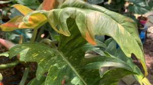 Philodendron Ring Of Fire