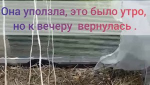 Нежданный гость.