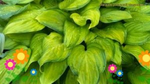 Хоста гибридная Гуакамоле. Краткий обзор, описание характеристик hosta hybrida Guacamole