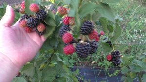 Трипл Краун, урожайный устойчивый вкусный сорт ежевики