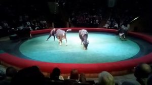 Цирк выступление медведей на буйволах