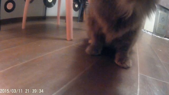 Кошка ворует колбасу. Cat steals sausage. Прикол! :) смотреть онлайн