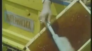 ПЧЕЛОВОДСТВО Удивительная жизнь пчелы СССР 1980 г  СК