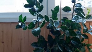 Удобрение по листу. Цитрусовые. Апельсин Фрагола, лимон Пандероза и лайм на балконе.