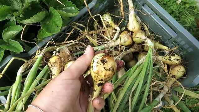 ЛУК ШАЛОТ сорта Голден Гурме / Мой опыт выращивания смотреть онлайн