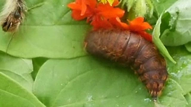 Куколка непарного шелкопряда смотреть онлайн