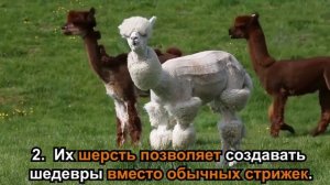 5 причин купить альпаку