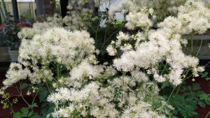 Василистник, хосты, многолетние цветы в саду.