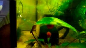 Аквариумные улитки