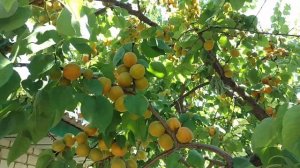 Абрикос Ананасный Шалах /Apricot Shalah/ . Опылители. Отзыв и видео от Макси Сад.