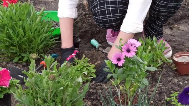 ПЕТУНИЯ. Как правильно сажать петунию. Как посадить африканскую ромашку смотреть онлайн