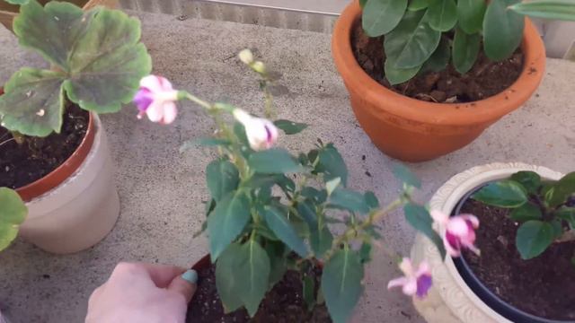 Обзор растений на балконе. Июль 2019 смотреть онлайн