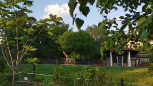 Московский зоопарк | 04.06.2022 г. | #Москва #зоопарк #Московский зоопарк #реальная_жизнь #красота