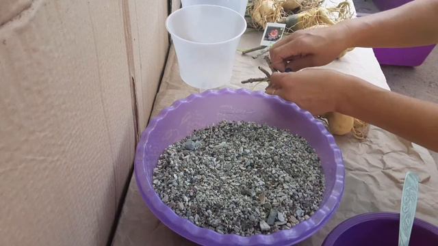 Адениумы Rose Chen. Привитые адениумы с питомника. Новинки! Часть 1