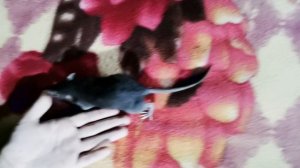 Rat3 (2)