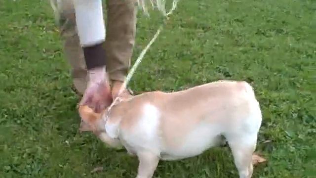 Aristocrat's Dante's Divine Destiny French Bulldog show ring training смотреть онлайн