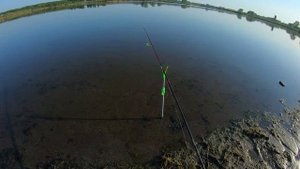 Как клюет карась