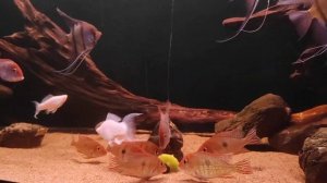 Красноголовые Геофагусы Тапажос клюют кабачок