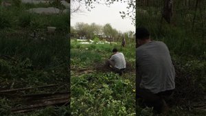 ПОРУБИТЬ ВЕТКИ / Наводим порядок