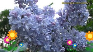 Сирень обыкновенная Президент Греви. Краткий обзор, описание syringa vulgaris Prezident Grevi