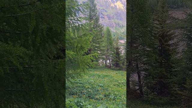 Switzerland,Valais ??/ Suisse, Valais/ Швейцария,Вале #shorts #short #nature #birdchirping #relaxin