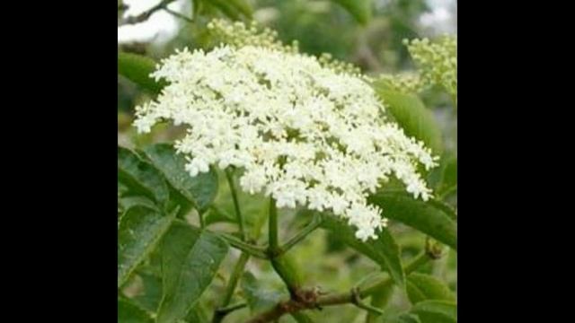 Маска с бузиной  для сухой кожи