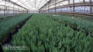 Выгонка тюльпанов на гидропонике 08.02.2020. Тюльпаны оптом.
