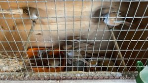 Усатая синица