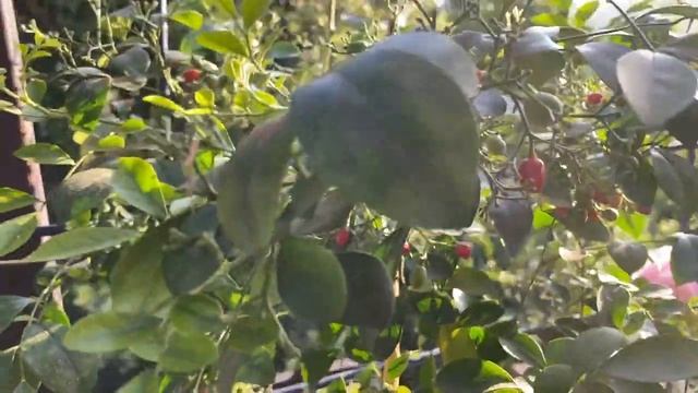 Первый урожай ягодок мурайи. Пробуем :) смотреть онлайн