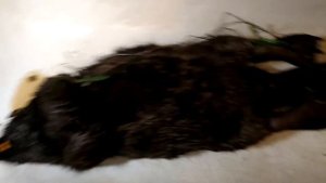 Охота на бобра, как поймать бобра