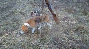 Гончие эстонские папа и сынок натаска.