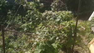 Купили дачу, обустройство дачного участка своими руками, первый обзор.