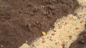 Сажаем тюльпаны и просто радуемся тёплой осени!