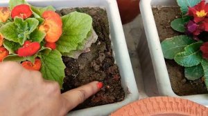 How to grow and care Lady's purse plant //Calceolaria Plant//Loving garden