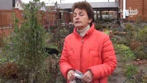 Как бороться с сорняками Земляника на черной пленке