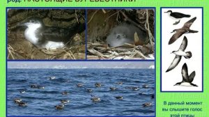 Буревестник. Настоящие буревестники. Голоса птиц