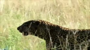 Дикие животные для детей. Развивающая презентация (видео нарезки)