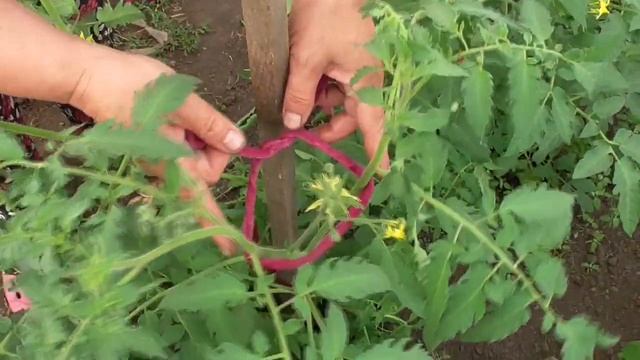 Подвязка к колышку томатов с двумя стволами. Ольга Чернова. смотреть онлайн