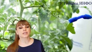 Что если обработать ПОМИДОРЫ и ОГУРЦЫ зеленкой?