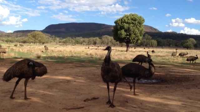 Emus Of Australia