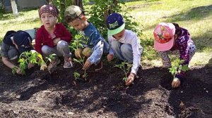 МАДОУ Д/С 95 НАШ ОГОРОД