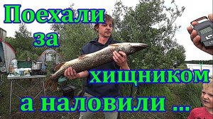 Три дня на рыбалке с семьями на волжских разливах. Щука, судак, окунь, лещ.