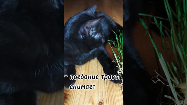 Зачем кошки едят траву? #cat #котики #милыевидео #клякса #полезное #животные #познавательно