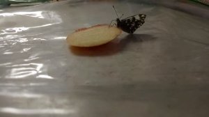 Кормление домашней бабочки