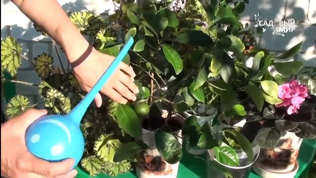 Как поливать комнатные цветы во время отпуска Автоматическая система полива Plant Genie