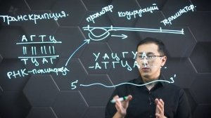 Транскрипция. Этапы трансляции. 11 класс.